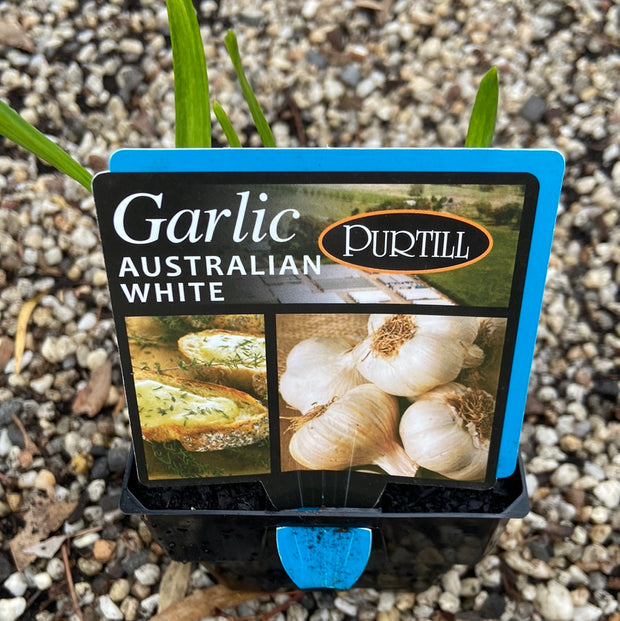 Garlic Australian white Maxi