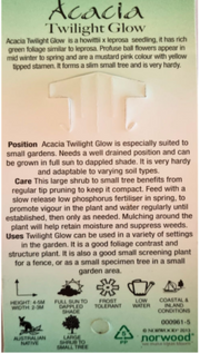 Acacia Twilight glow 200mm