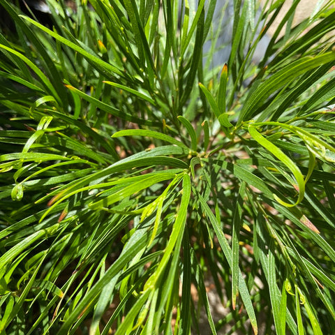 Acacia cognata dwarf 'Mini Cog' 250mm