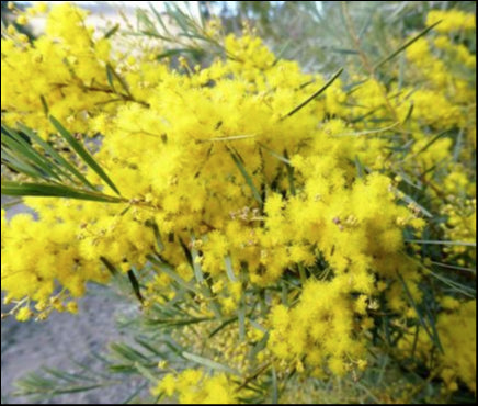 Acacia boormanii 140 mm