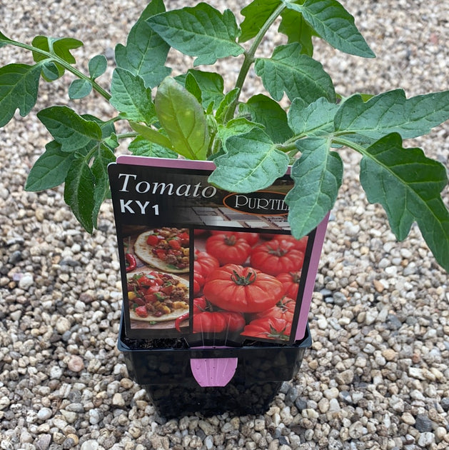 Tomato KY1 purtill maxi Great Ocean Road Nursery ABN 61907322965