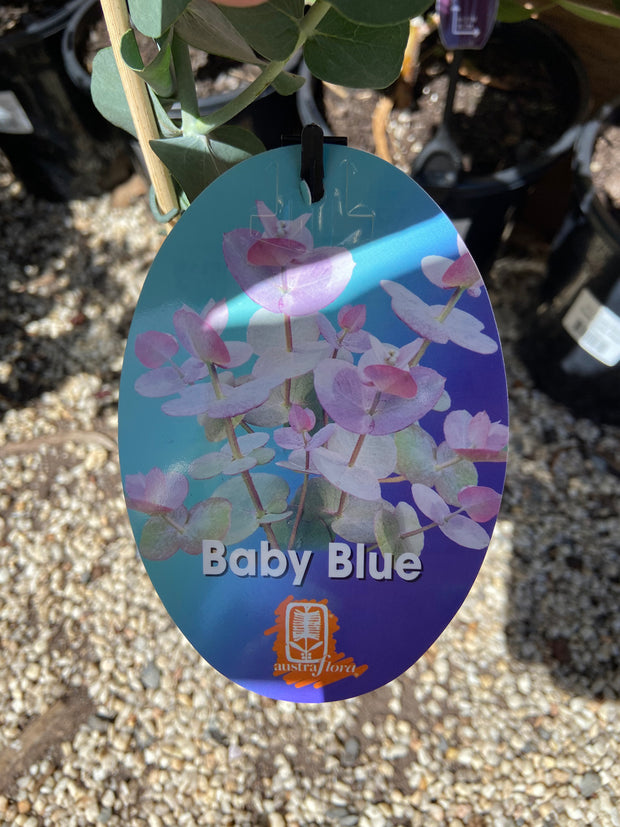 Eucalyptus Baby Blue 140mm