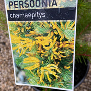Persoonia chamaepitys Yellow 140mm
