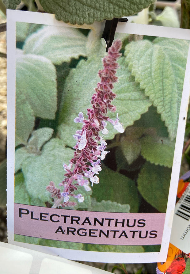 Plectranthus argentatus 140mm