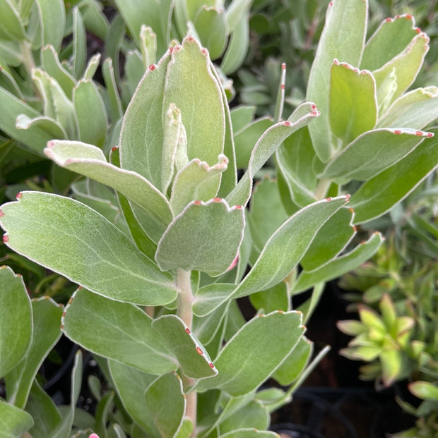 Leucospermum Cordifolium VLAM 180mm