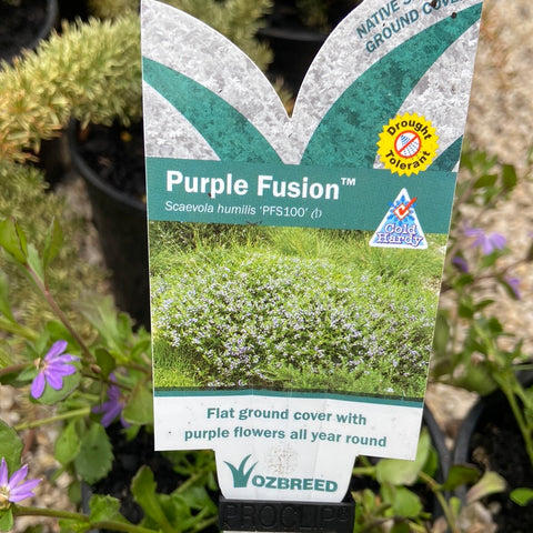 Scaevola 'PFS100'  Purple Fusion 140mm