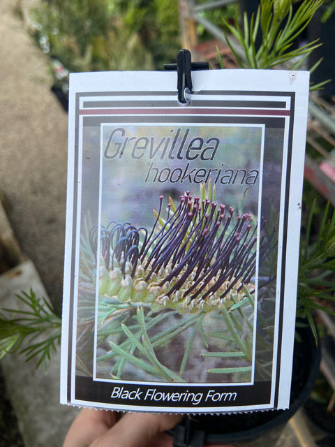 Grevillea hookeriana Black Form 140mm