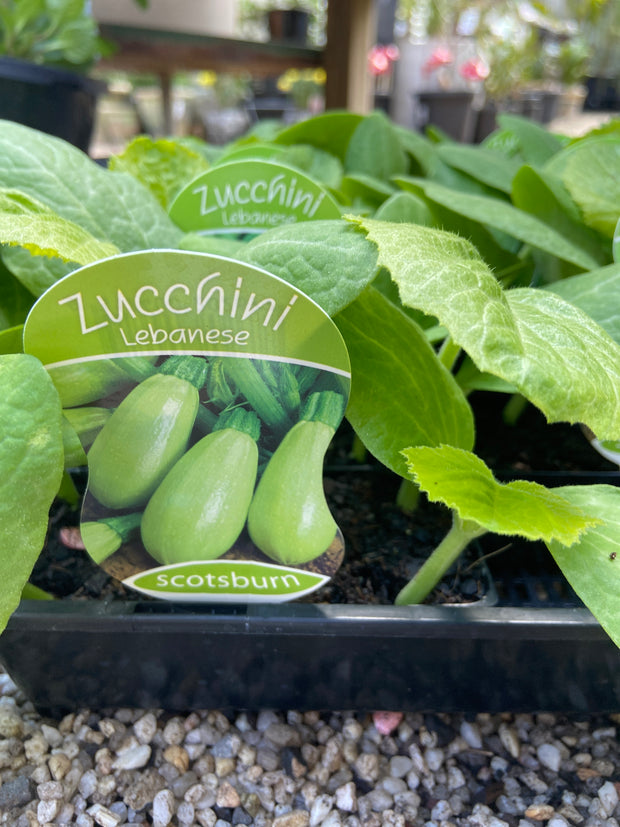 Zucchini Lebanese maxi Scotsburn