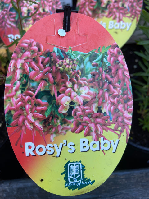 Grevillea rosmarinifolia 'Rosy's Baby' 140mm