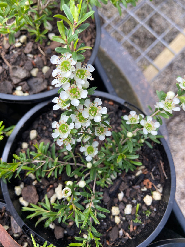 Leptospermum Honey Bun 140mm
