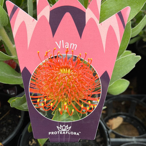 Leucospermum Cordifolium VLAM 140mm