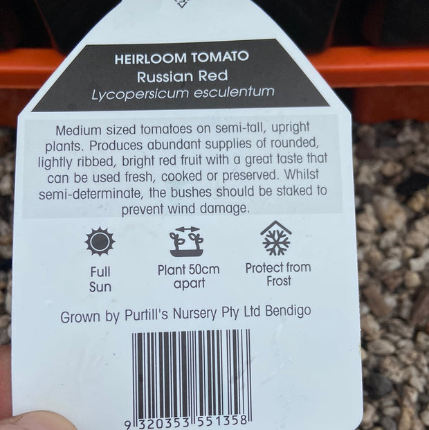 Red Russian tomato Heirloom