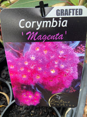 Grafted Corymbia 140mm