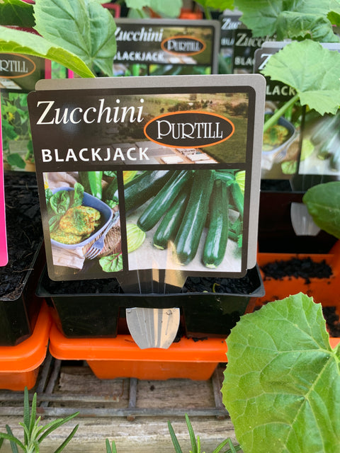 Zucchini Blackjack - Purtills maxi