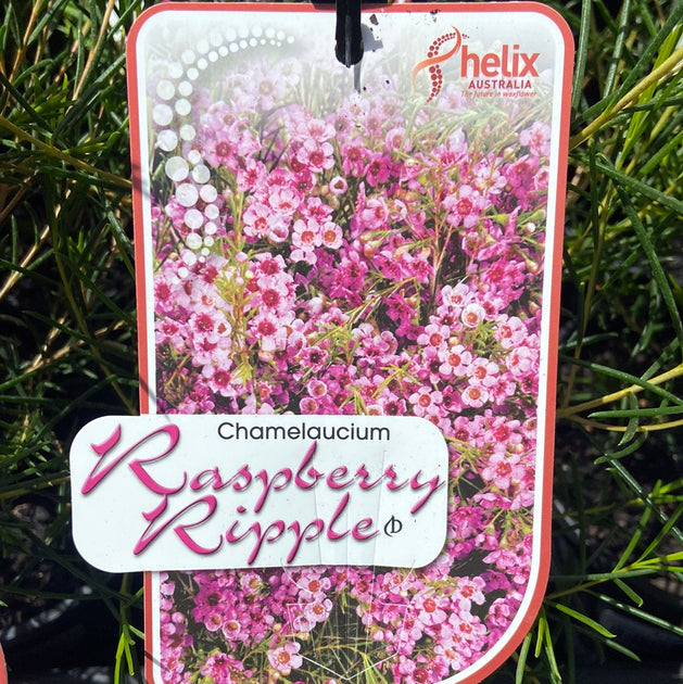 Chamelaucium Raspberry Ripple - 140 mm – Great Ocean Road Nursery ABN ...