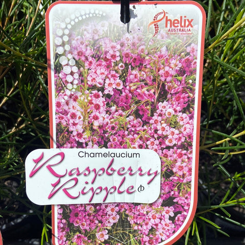 Chamelaucium Raspberry Ripple - 140 mm
