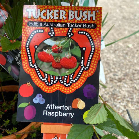 Tucker Bush™ Atherton Raspberry 140 mm