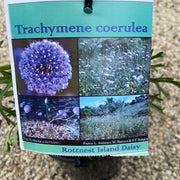 Trachymene coerulea  140 mm