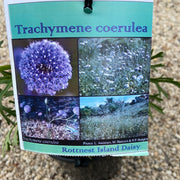 Trachymene coerulea  140 mm