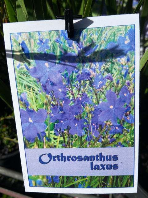 Orthrosanthus Laxus