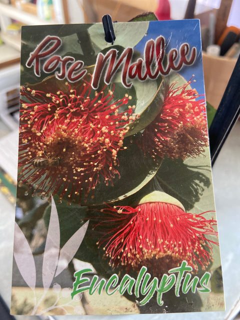 Eucalyptus rhodantha - 140 mm