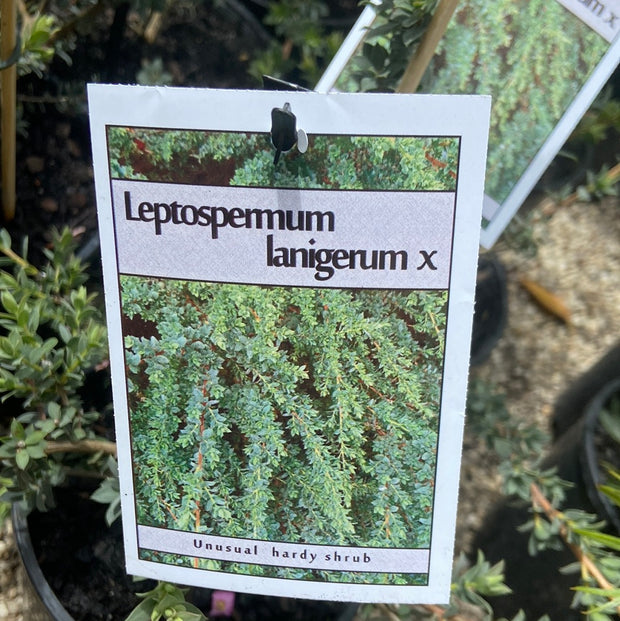 Leptospermum lanigerum X 140 mm
