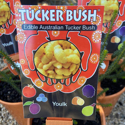 Tucker Bush™ - Youlk Platysace deflexa 140mm