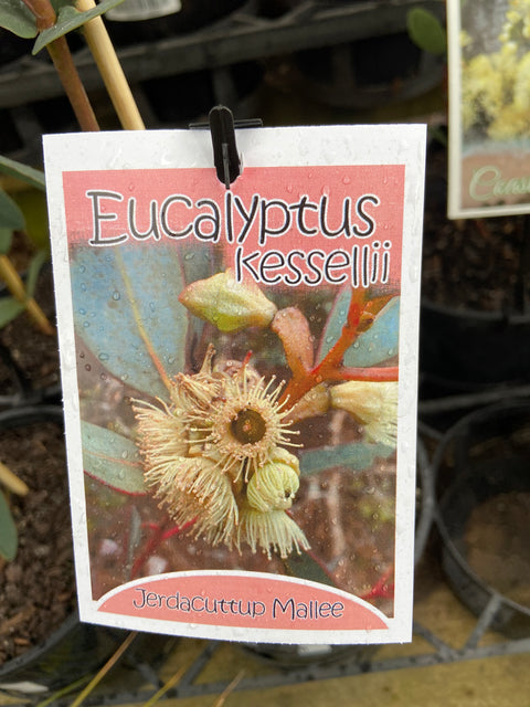 Eucalyptus kessellii 250mm