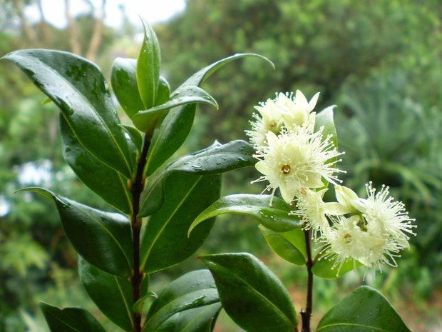 Backhousia myrtifolia 140mm