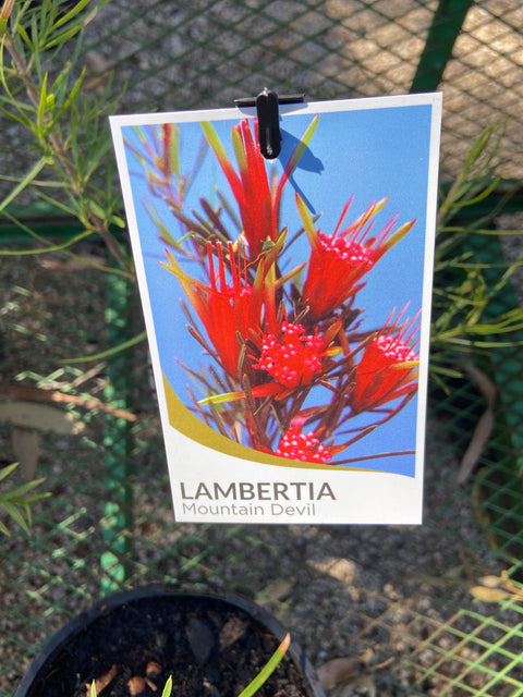 Lambertia formosa 140mm