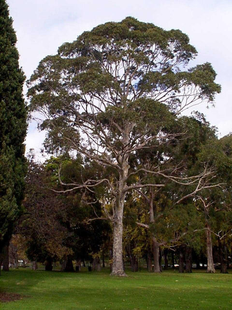 Corymbia Maculata 250mm