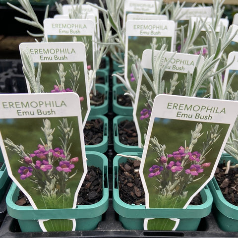Eremophila Nivea TUBE