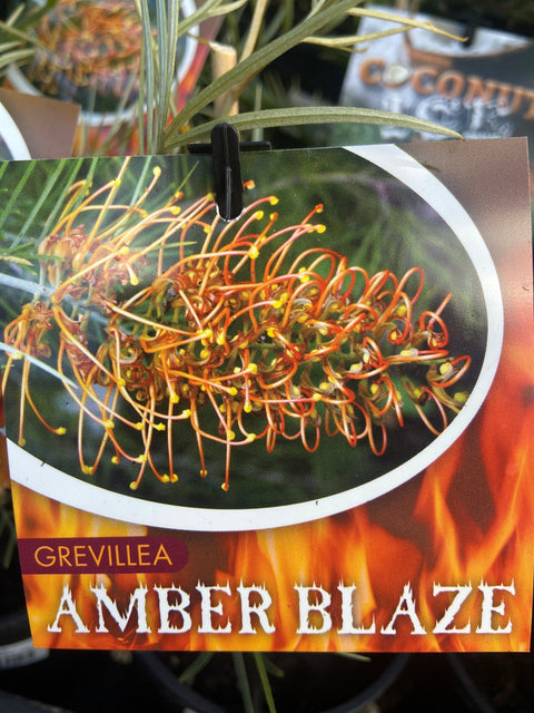Grevillea Amber Blaze  140 mm
