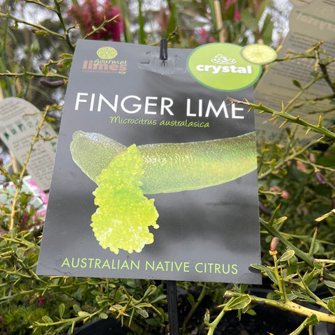 Finger lime Crystal 175 mm