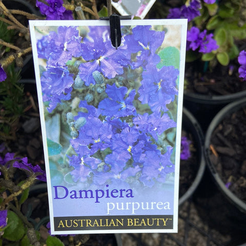 Dampiera purpurea 140mm