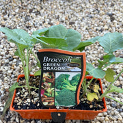 Broccoli green dragon