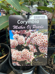 Grafted Corymbia 140mm