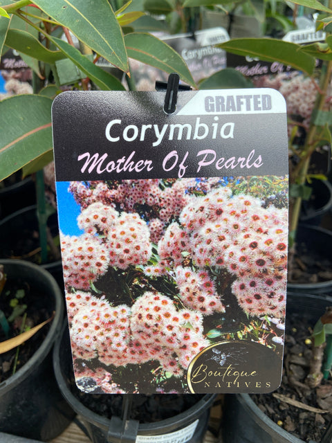 Grafted Corymbia 140mm