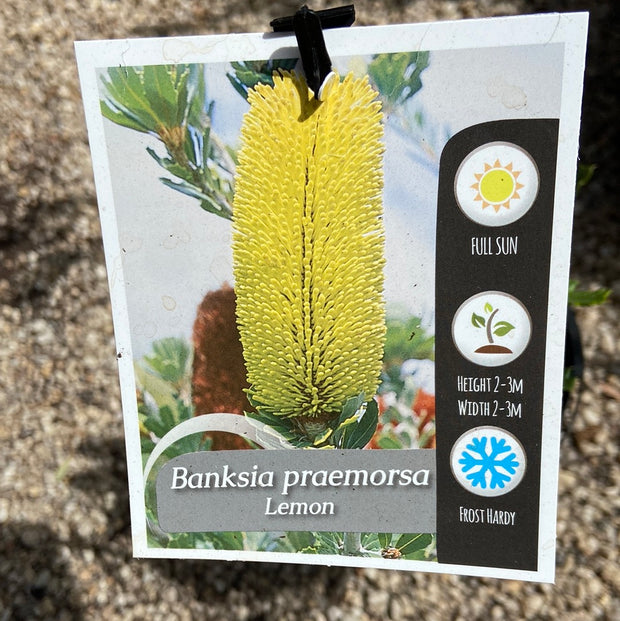 Banksia Praemorsa Lemon 140mm