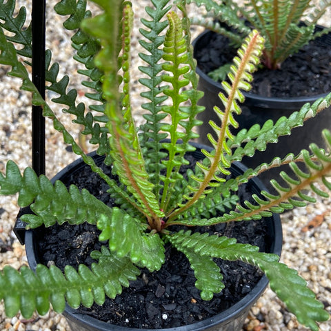 Banksia obtusa 140mm