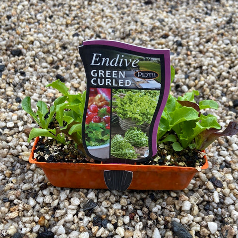 Endive punnet Purtills