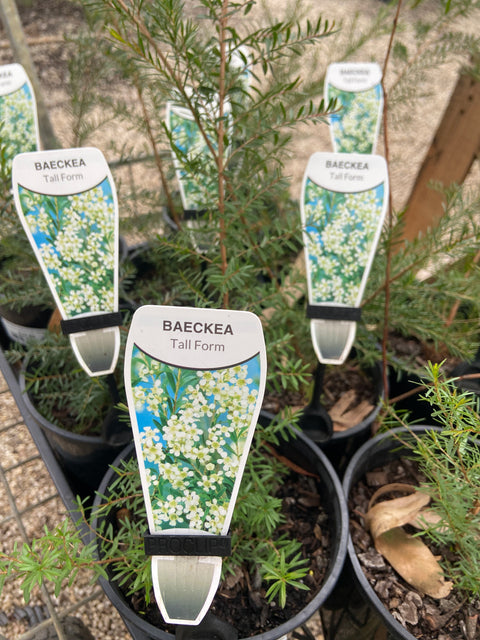 Baeckea virgata Tall 140mm