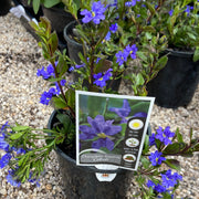 Dampiera cobalt mound 140mm