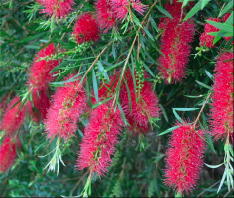 Callistemon 'Kings Park Special' tube