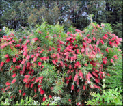 Callistemon 'Kings Park Special' tube