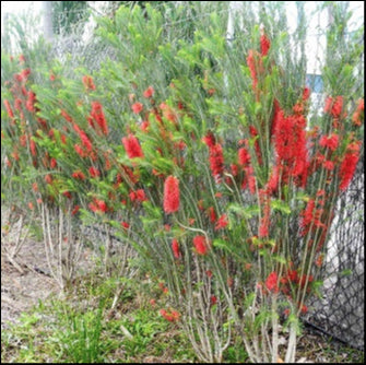 Calothamnus quadrifidus Pencil form 250mm