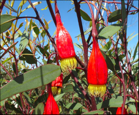 Eucalyptus forrestiana Tube