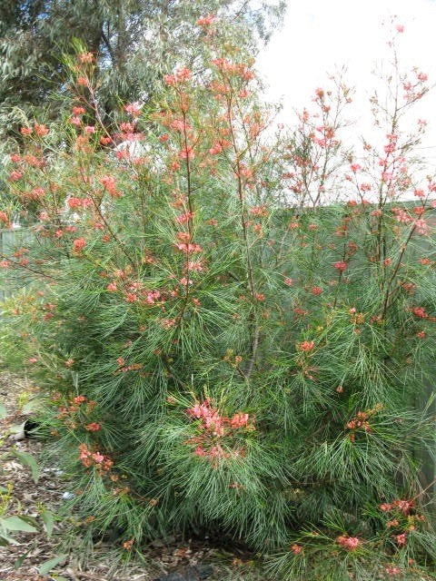 Grevillea longistyla 140mm