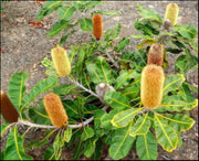 Banksia Robur 'Swamp Banksia' Tube