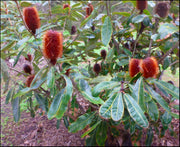 Banksia Robur 'Swamp Banksia' Tube